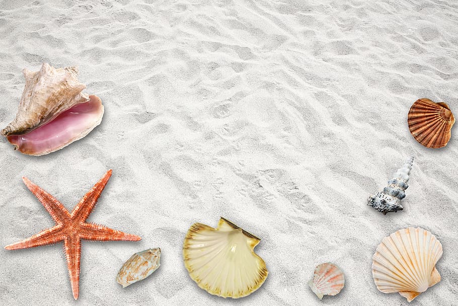 assorted, sea shell, white, sand, holiday, beach, summer, sun, summer party, sommerfest