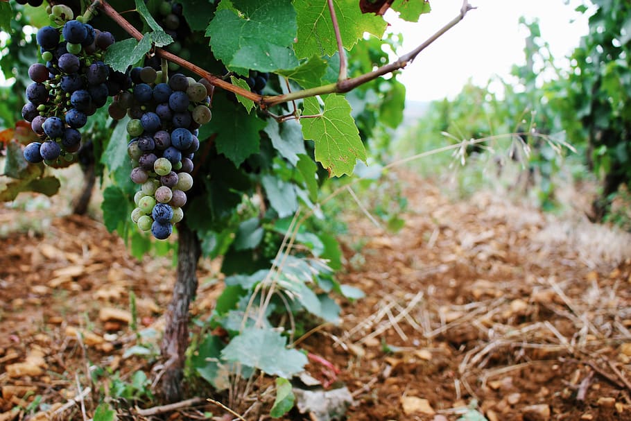 uvas, azul, verde, vinha, videira, viticultura, estoque de videiras, marrom, taizé, frança