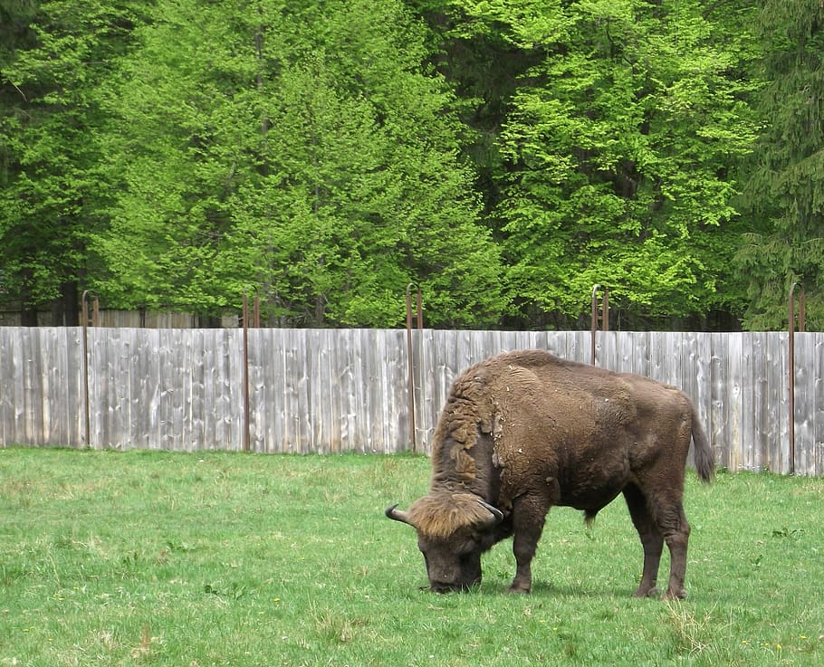 bison, nature, białowieża, plant, mammal, tree, animal themes, green color, animal, grass
