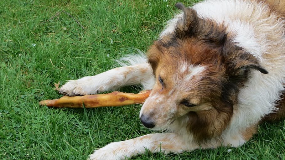 long-coated, white, brown, biting, cooked, bone, grass field, Dog, Animal, Eat