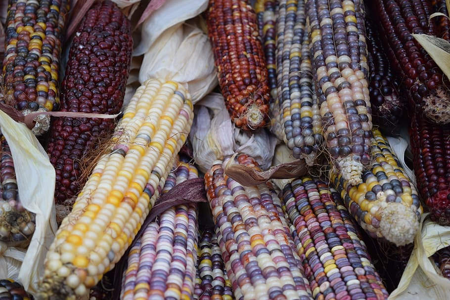 Vegetables, Veggies, Corn, Colors, food and drink, corn on the cob, food, outdoors, market, freshness