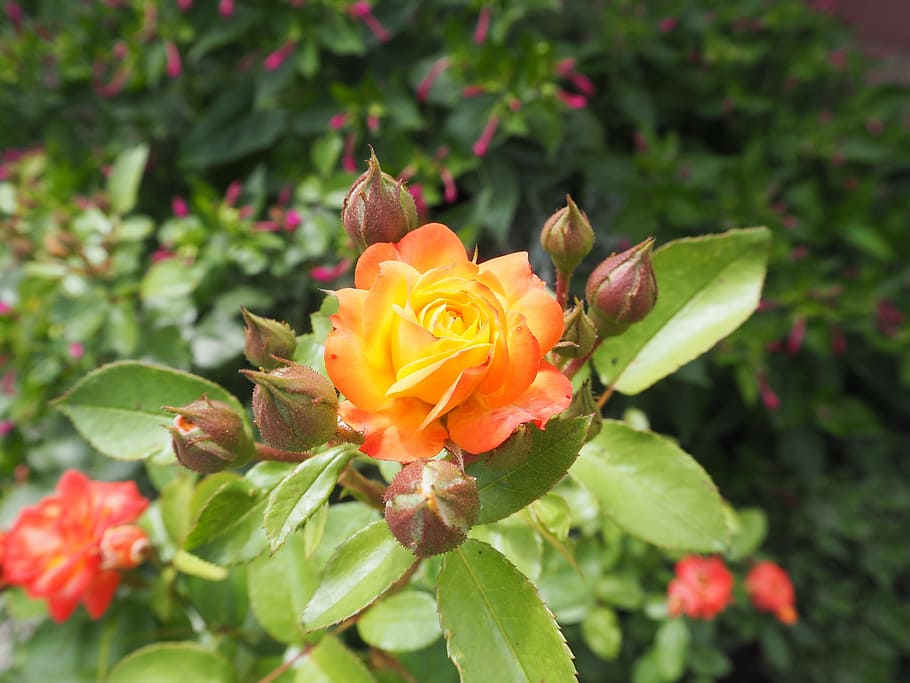 rosa, arbusto, romance, jardín, naturaleza, planta, flor, jardín de flores, motivo de foto popular, fondo