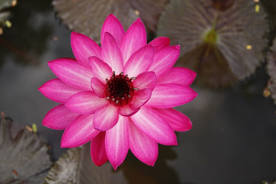 water lily, blooming, pond, sung flower, thailand, flower, flowering plant, petal, freshness, pink color