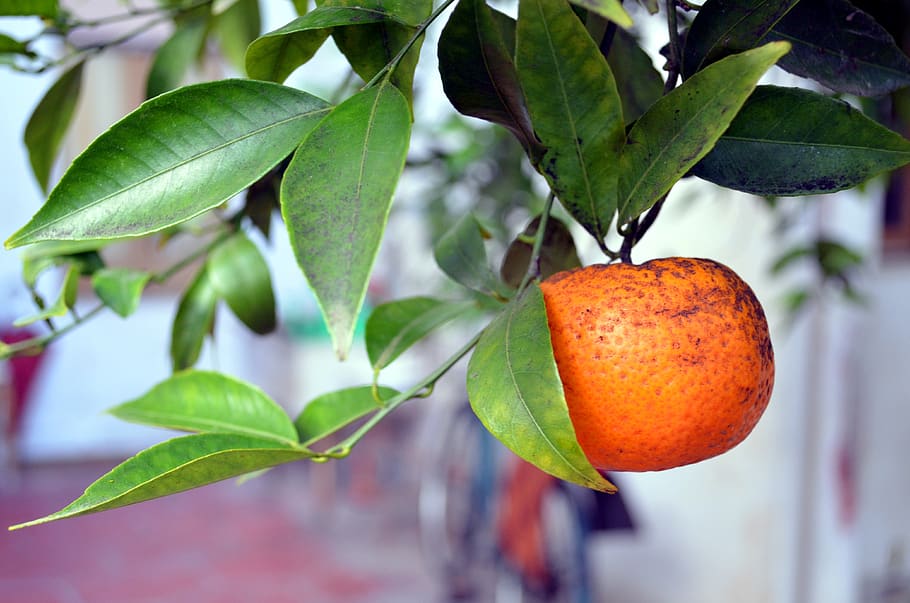 tangerine, fruit, garden, food, leaf, healthy eating, food and drink, plant part, freshness, plant