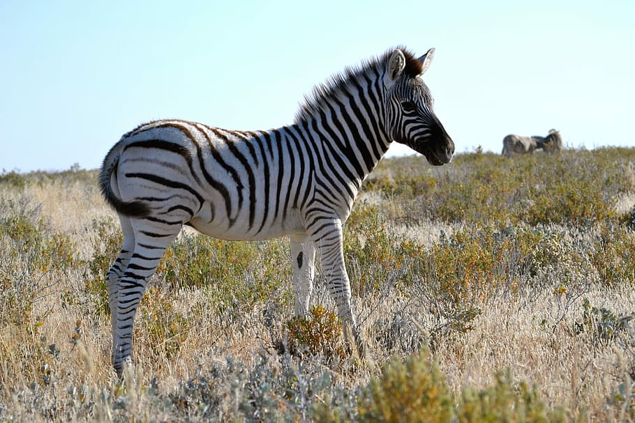 Cebra, pequeña, Namibia, Safari, bebé, parque nacional de etosha, un animal, fauna animal, animales salvajes, animal