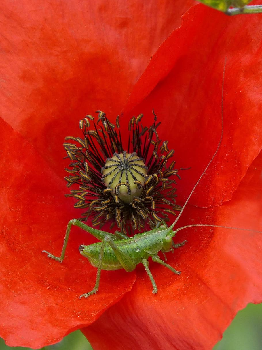 Poppy, Green, Grasshopper, Small, green grasshopper, ababol, tiny, beauty, detail, red
