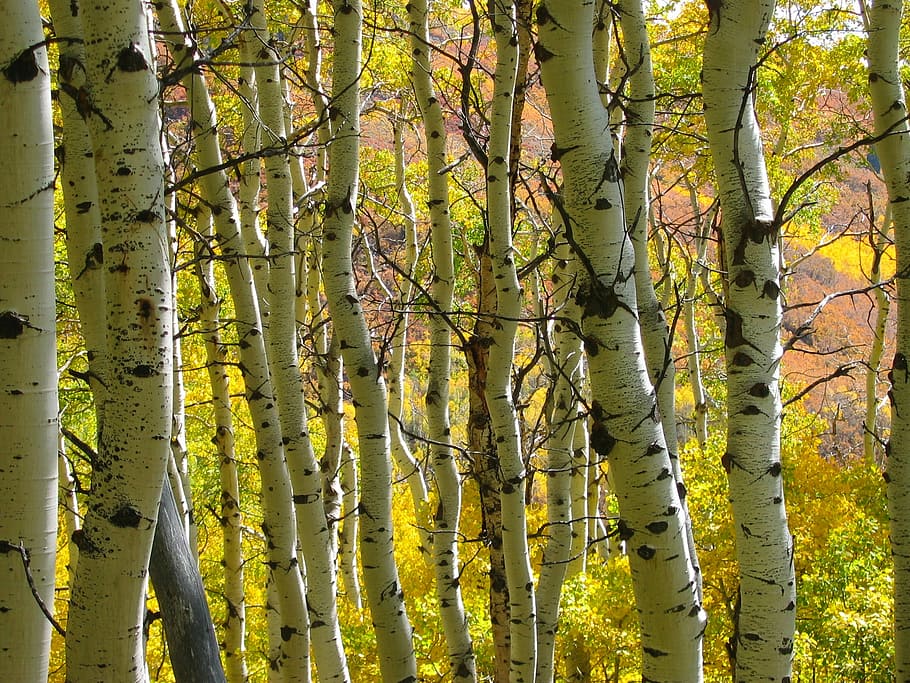 trees, forest, autumn, fall, nature, aspen, tree trunk, tree, leaf, outdoors