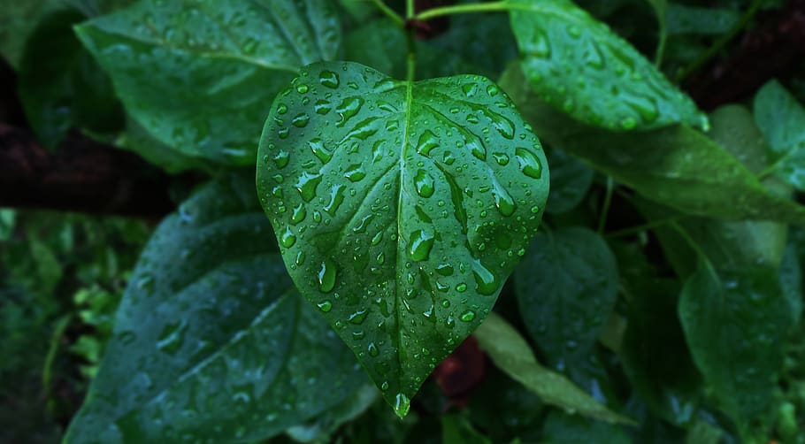 verde, hojas, planta, mojado, gotas de lluvia, al aire libre, jardín, soltar, hoja, parte de la planta