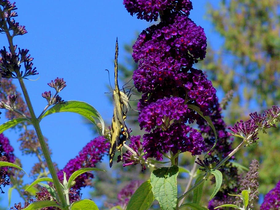 butterfly, nature, summertime, butterfly bush, flowers, sky, violet, blue, green, fly