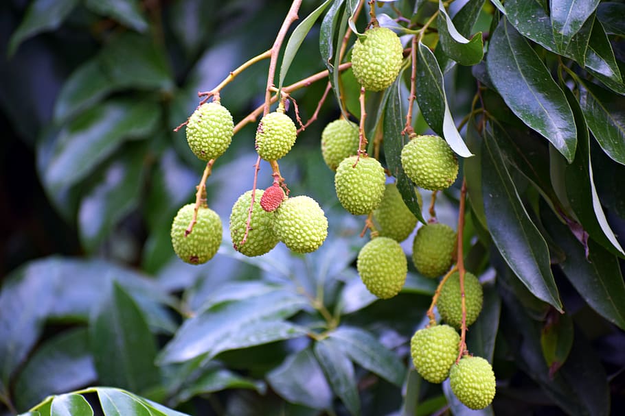 litchi, fruits, lychee, exotic, tropical, food, sweet, delicious, fetus, juicy