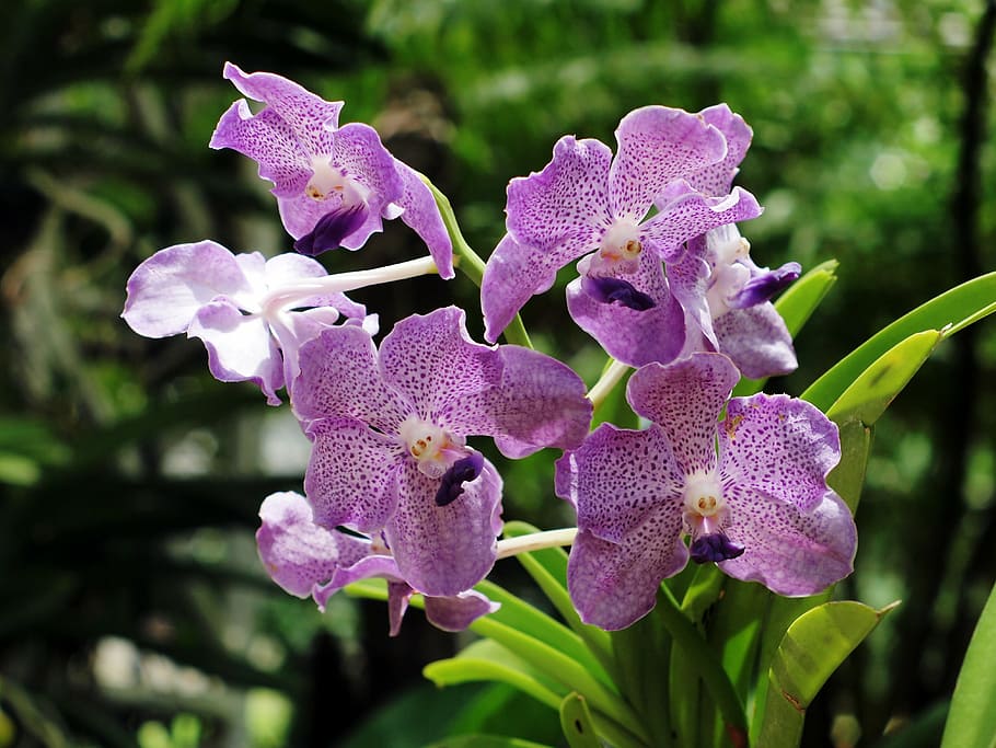 orchid purebred, chiang mai thailand, xitgmlwmp, orchid, nature, plant, purple, flower, petal, close-up