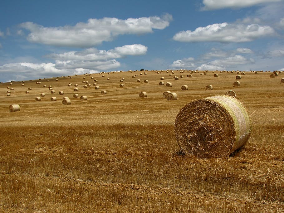 straw, bale, meadow, straw bale, region, landscape, field, harvest, grain, hay