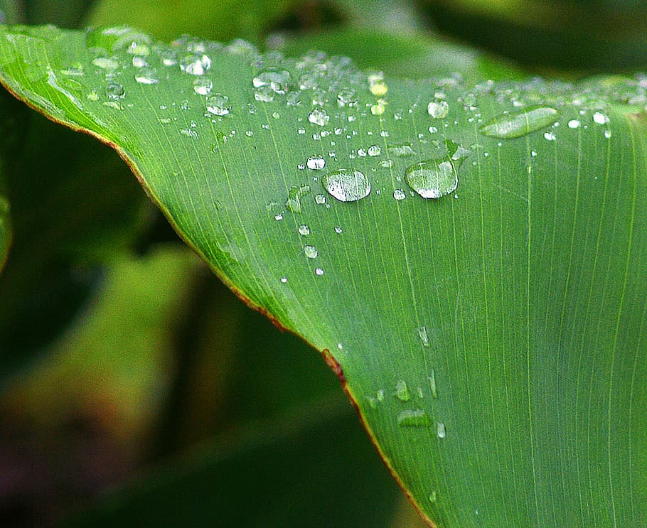 cannae divided leaf, drops of water, dew drops, closeup, wet, plant, flora, rosa, rain drops, summer
