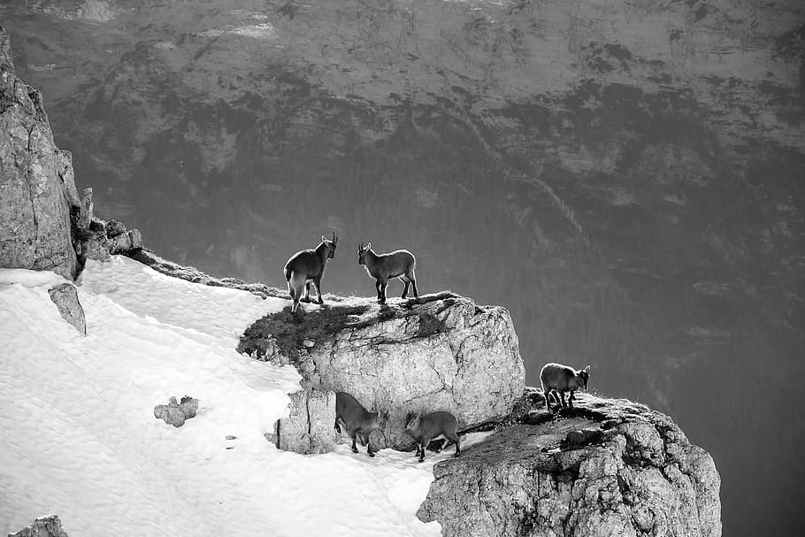 grayscale photo, three, wolves, mountain, Mountain Goats, Slovenia, mountains, animals, wildlife, landscape
