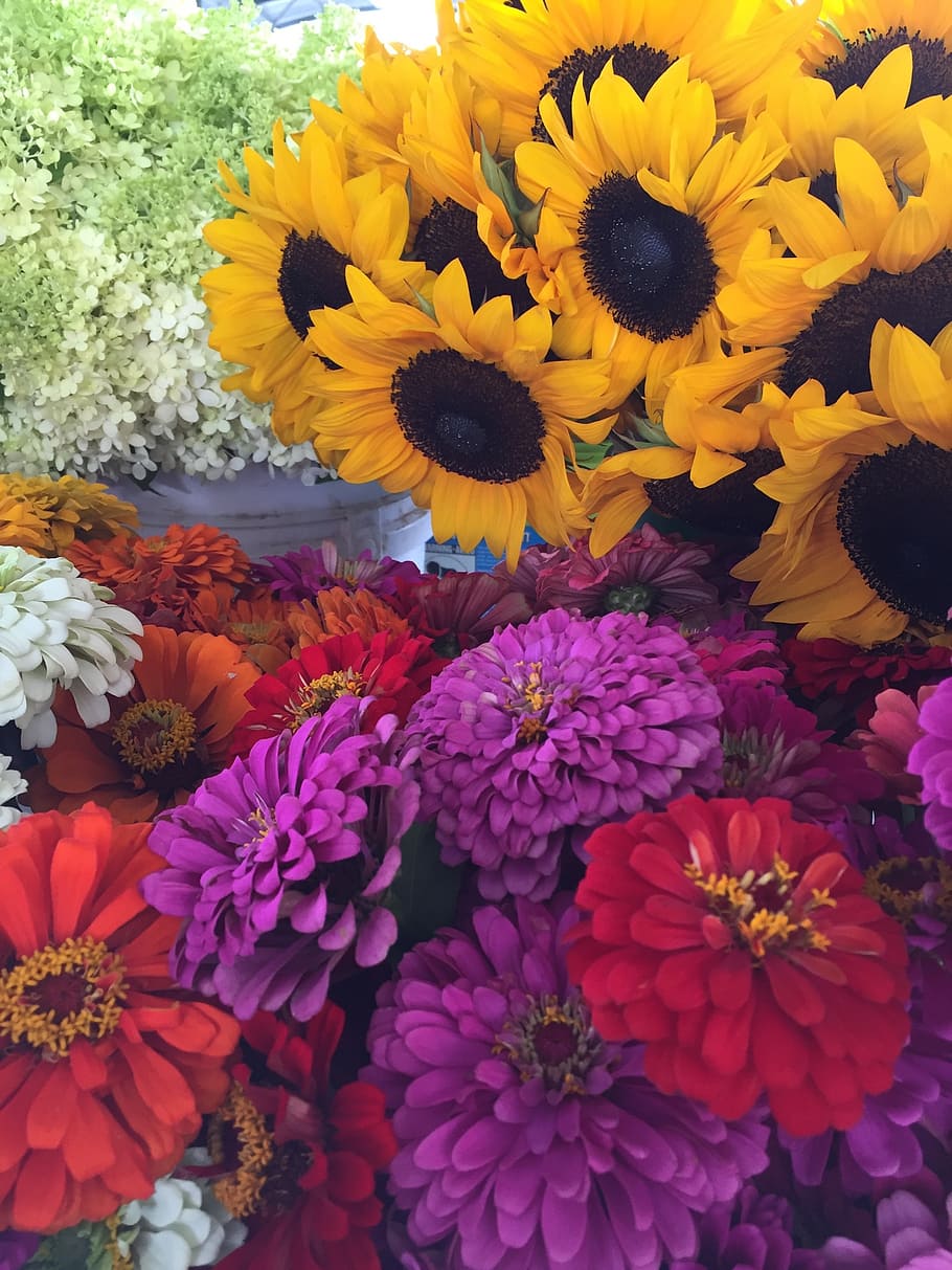 flowers, sunflowers, zinnias, farmers market, growers, garden, fresh, yellow, pink, purple