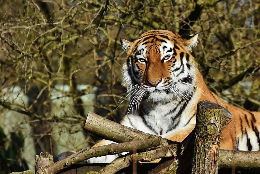 fechar, fotografia, tigre, gato, predador, gato selvagem, gato grande, cabeça de tigre, língua, perigoso