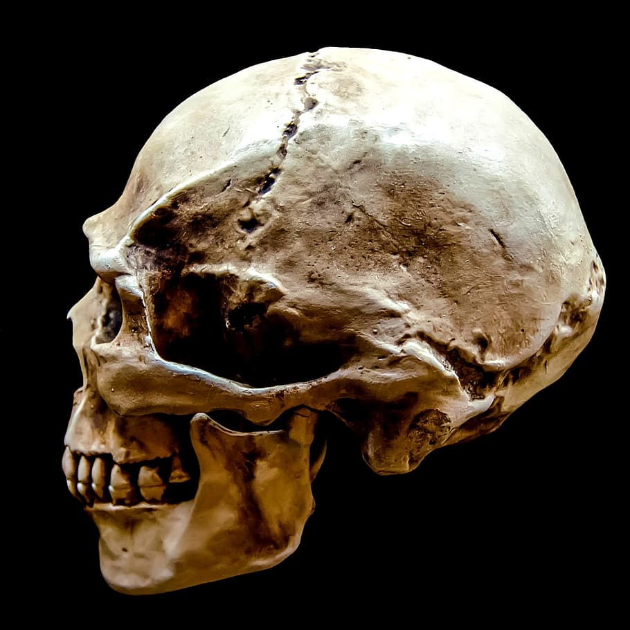 人間の頭の頭蓋骨, 表現, 暗い, 体, 骨, 脳, 死んだ, 死, 死の金属, 崩壊