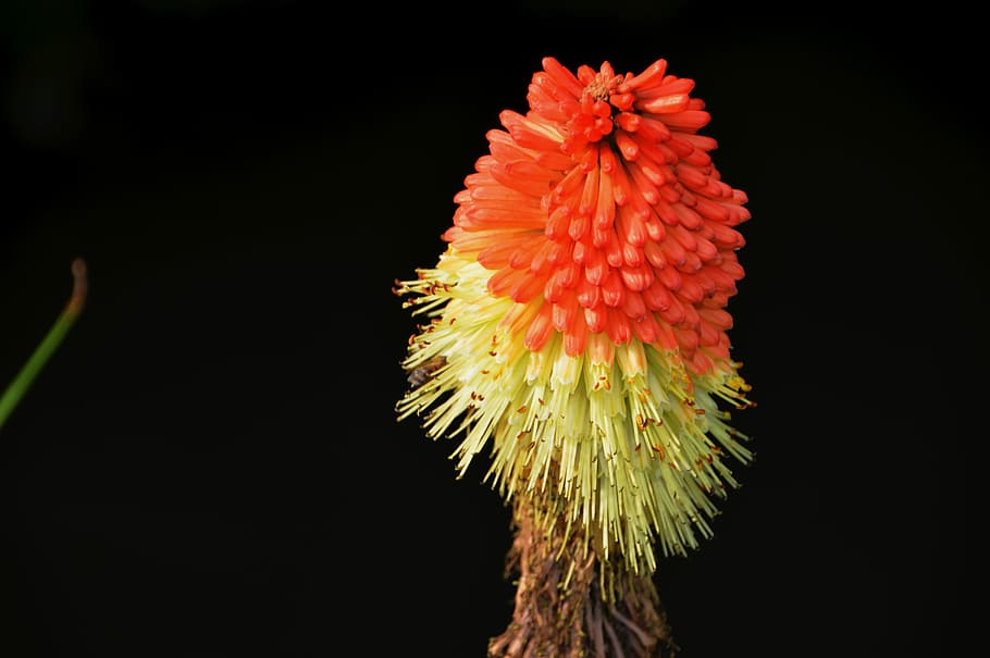 plant with flowers, plant, flora, kniphofia uvaria, family asphodelaceae, tritomea, lily torch, poker red, flower, flowering plant