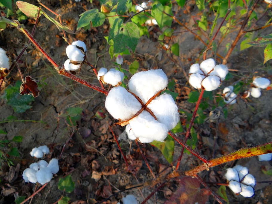 close, photography, white, cotton plant, daytime, cotton, cultivation, karnataka, plants, india