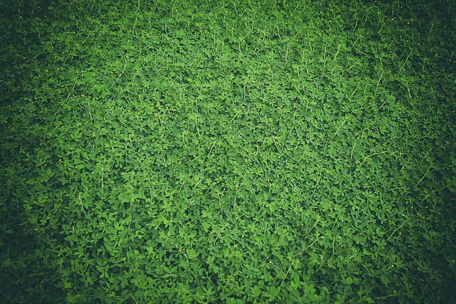 green, grass, nature, landscape, leaves, garden, backgrounds, green Color, pattern, outdoors