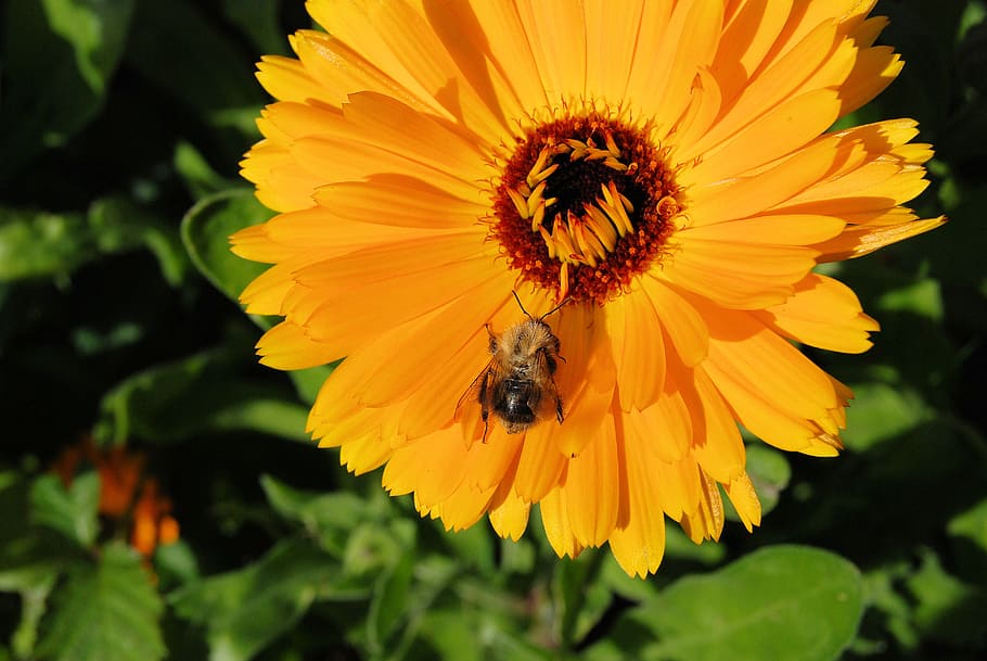 marigold, calendula, flower, orange, blossom, close-up, bee, invertebrate, animals in the wild, beauty in nature