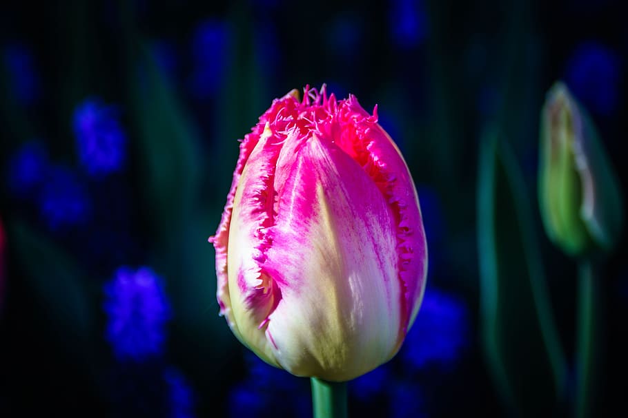 tulip, bunga, tulpenbluete, holland, keindahan di alam, close-up, kerentanan, kesegaran, tanaman berbunga, tanaman