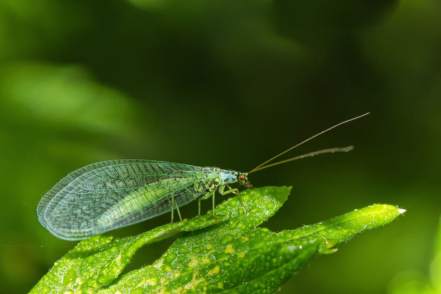 lacewing, insect, fly, green, flight insect, close, blossom, bloom, animal, animal themes