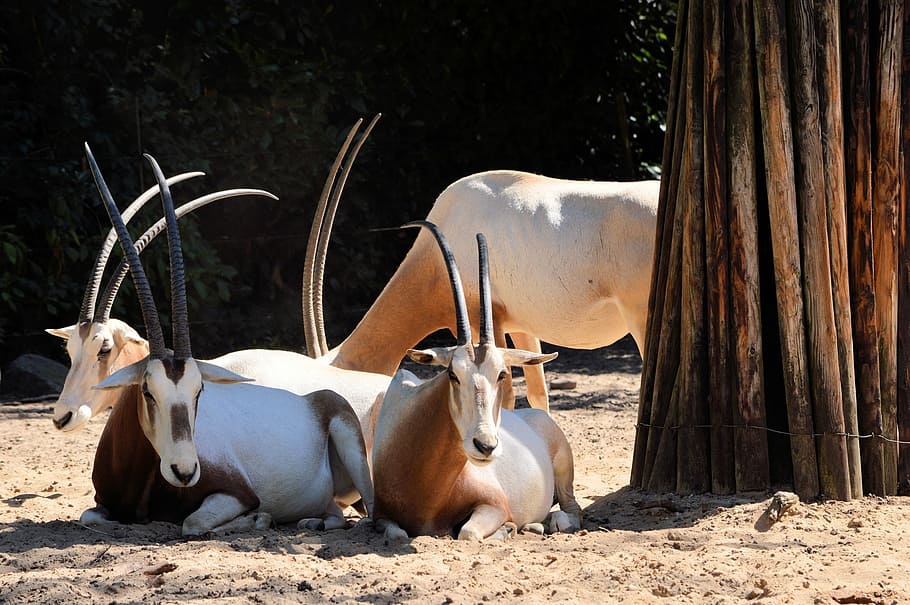 Фото голубой лошадиной антилопы