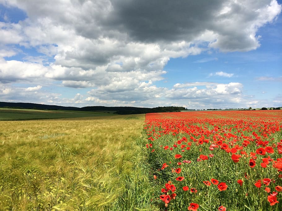 Poppy, Cornflower, Field, Barley, Bloom, spring, pointed flower, cloud - sky, agriculture, rural scene