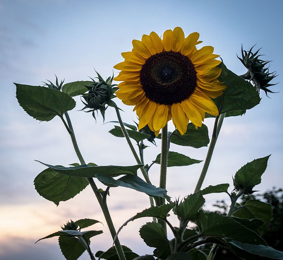 Зеленый подсолнух. Подсолнечник Бамбино. Подсолнухи на зеленом фоне. Sunflower Grin.