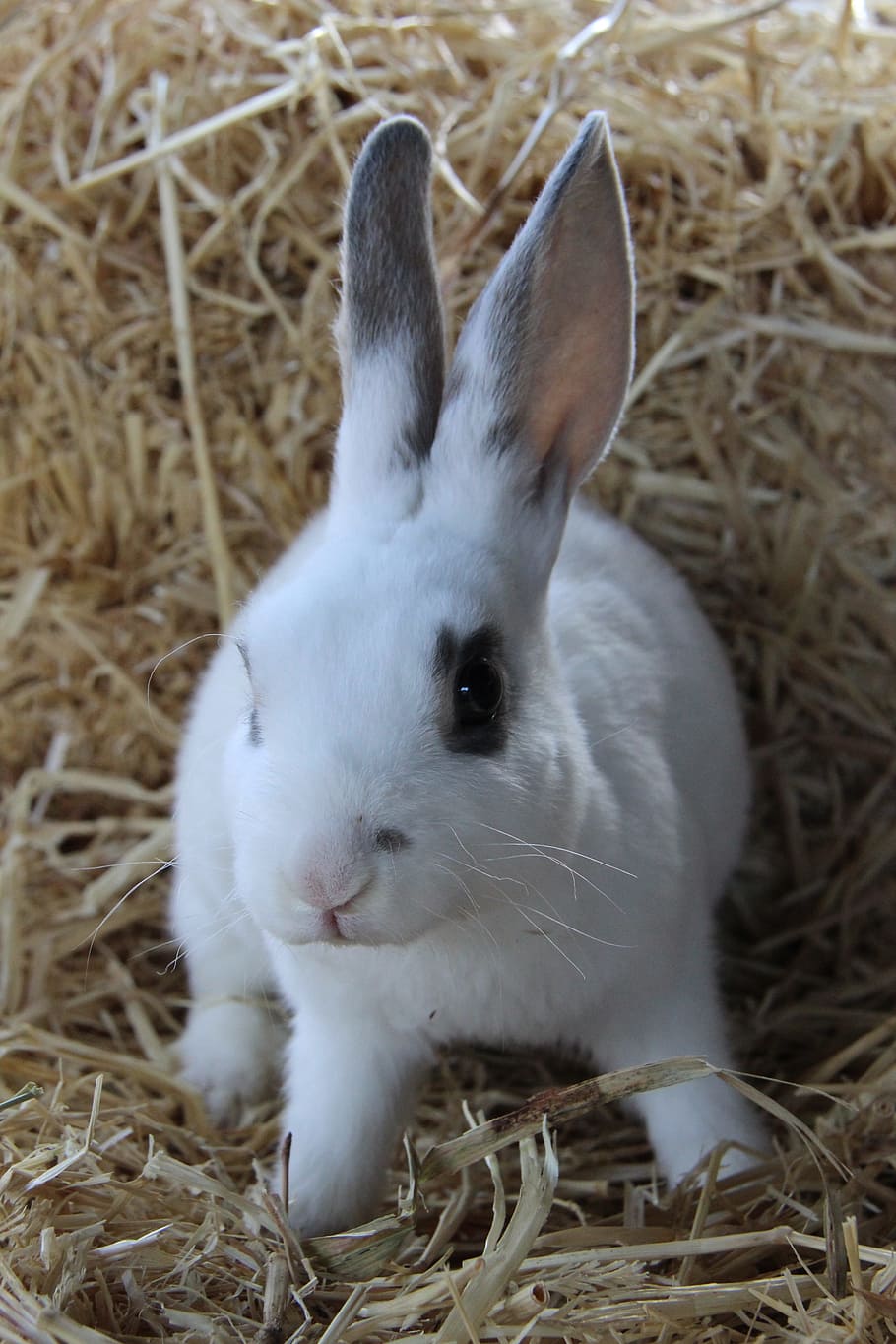 rabbit, cute, animal, bunny, reynella rabbits, animal themes, mammal, vertebrate, pets, hay