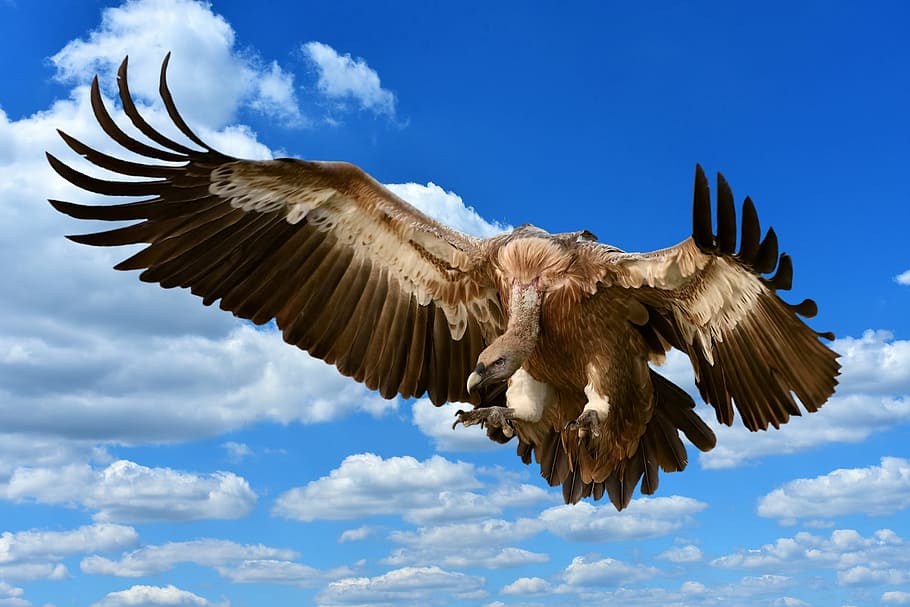 flying vulture, vulture, bird, prey, approach, feather, plumage, nature, animal world, wildlife photography