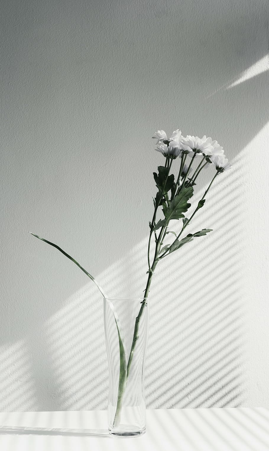 white, flowers, vase, flower, display, black, black  and white, plant, indoors, flowering plant