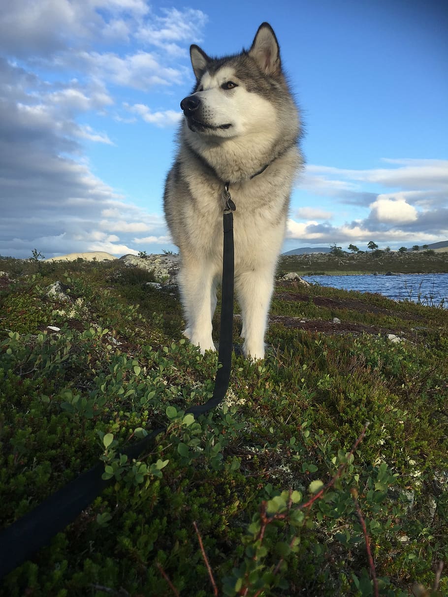 アラスカのマラミュート, そり犬, ノルウェー, femundsmarka, 犬, 飼い犬, 1つの動物, 動物のテーマ, 動物, 哺乳類