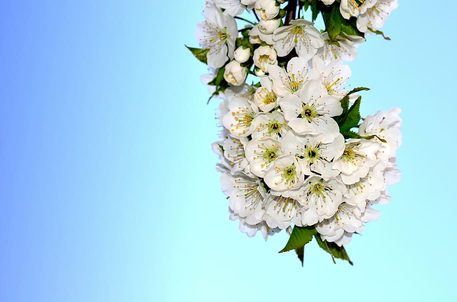 flores brancas, flor, cereja, primavera, flores da primavera, flor de cerejeira, cor branca, natureza, ninguém, fragilidade
