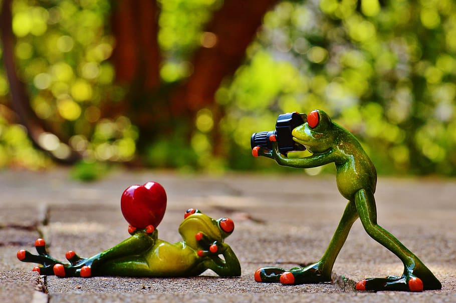selective, focus, two, frog figurines, formed, photography session, frogs, love, valentine's day, pose
