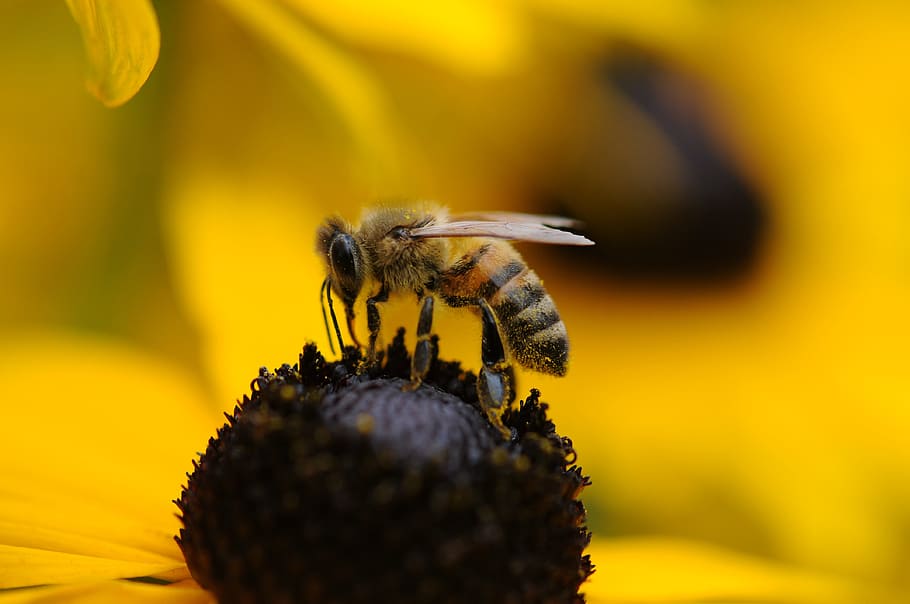 lebah madu, kuning, bunga, closeup, fotografi, lebah, tawon, musim semi, flora, musim panas