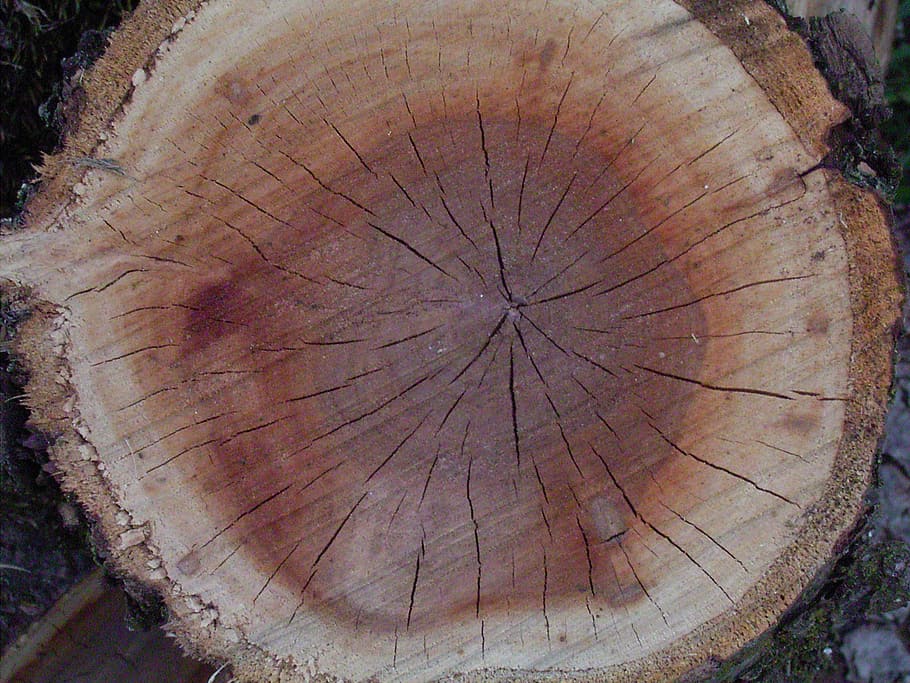 kayu, cincin tahunan, pohon, pola, suku, cincin, biji-bijian, kulit kayu, coklat, kisi-kisi pohon