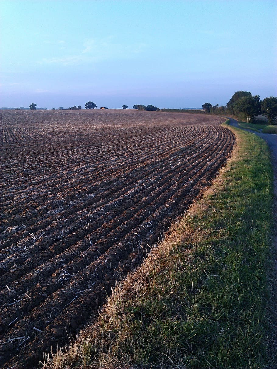 ploughed field, norfolk, blue sky, tilled, field, ploughed, land, farm, landscape, sky