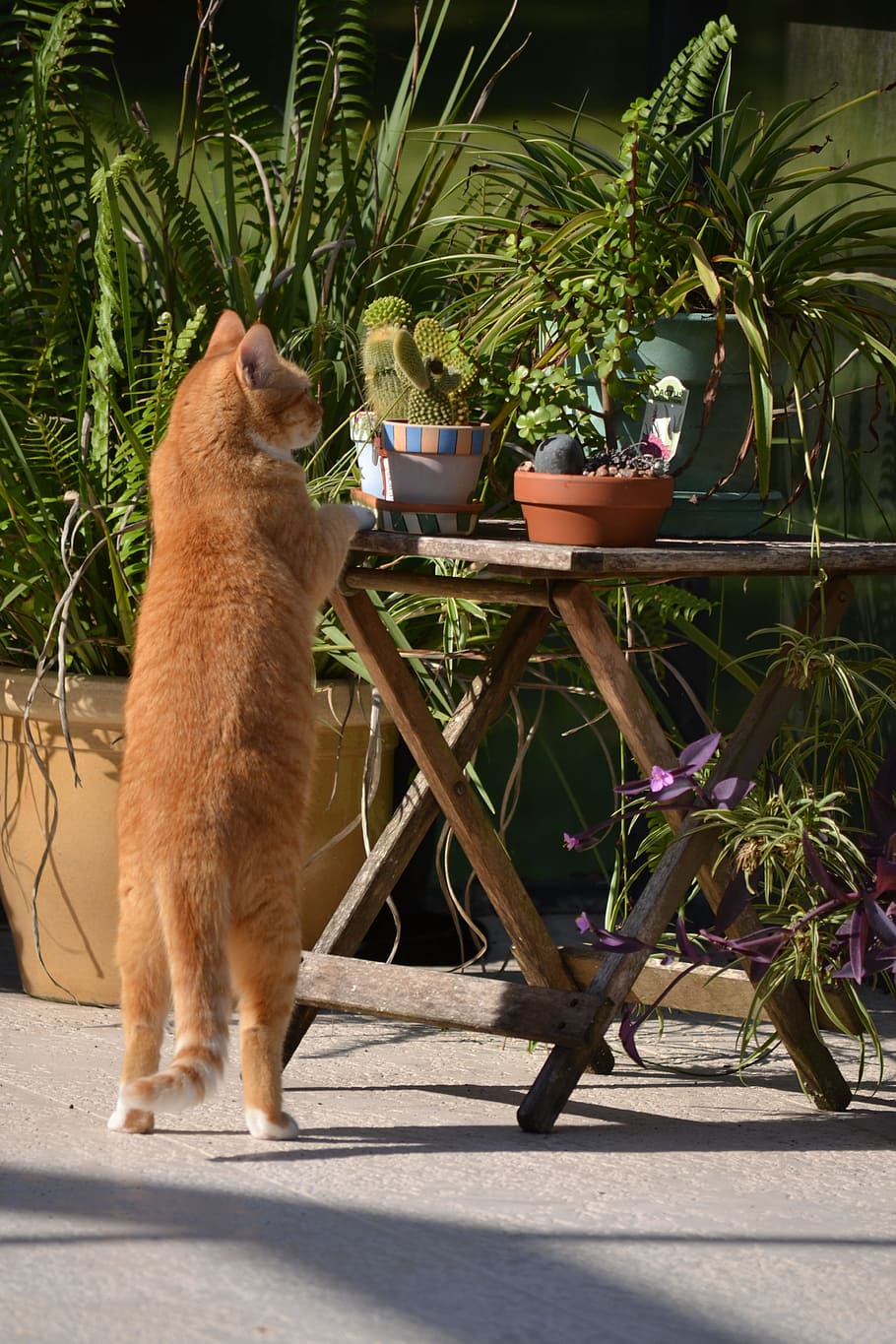 inquisitive cat, cat standing on hind legs, curious, mammal, animal themes, one animal, animal, plant, pets, potted plant