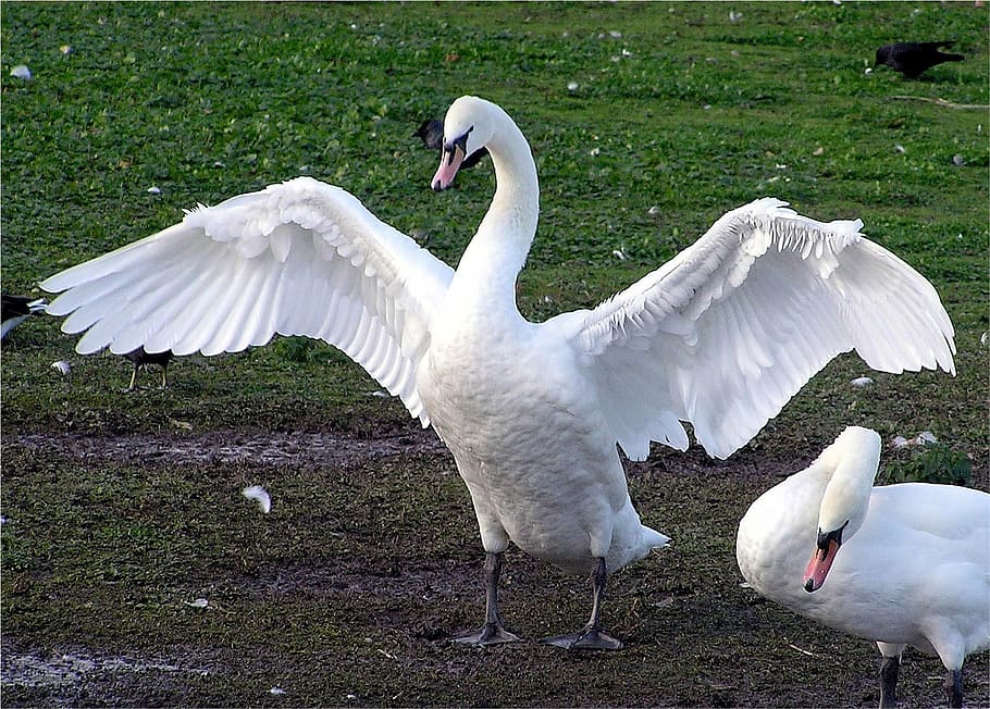 dois, branco, foto do cisne, horário do dia, cisne branco, foto, dia, horários, cisnes, pássaros