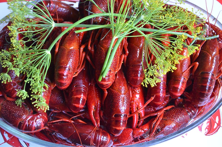 crayfish, late summer, crayfish party, mat, crustaceans, seafood, sweden, the organizing, crown dill, chills