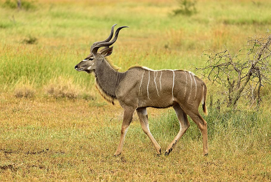 deer, walking, grass, kudu, male, stripes, elegant, wildlife, antelope, beautiful
