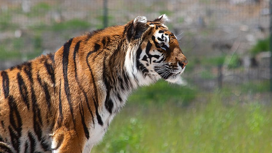 tiger, mammal, animal, animal world, predator, big cat, siberian tiger, striped, zoo, tatzmania löffingen