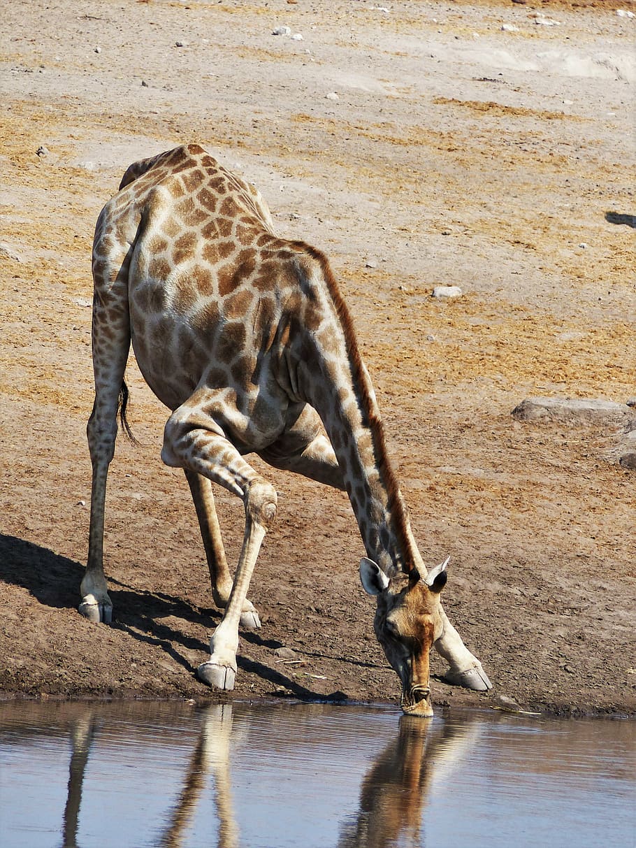 giraffe, drink, dislocate, yoga, water hole, water, safari, national park, watering hole, namibia