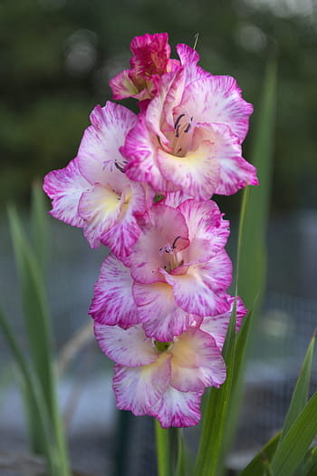 Fotos flor de gladiola rosa libres de regalías | Pxfuel