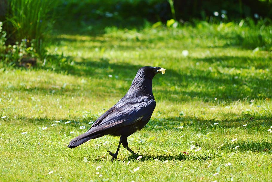 Raven, Gagak, Burung, burung gagak, hitam, hewan, gagak bangkai, pemulung, gagak umum, satu hewan