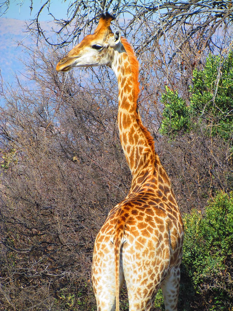 giraffe, safari, neck, south africa, mammal, nature, animal, wild, wildlife, tall