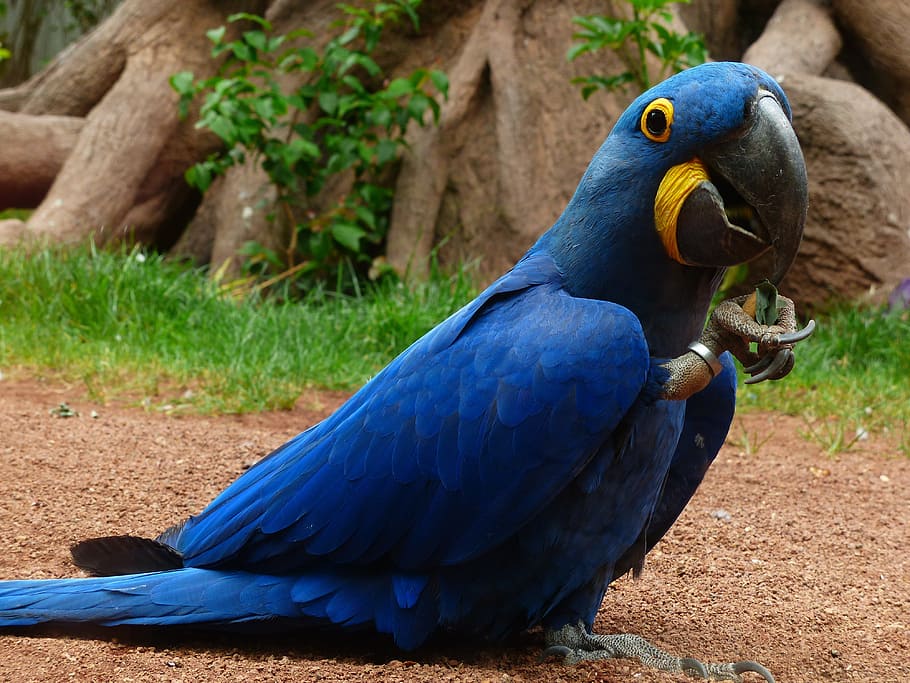 close, blue, parrot, blauaras, hyazinth-ara, anodorhynchus, bird, large, beautiful, pretty