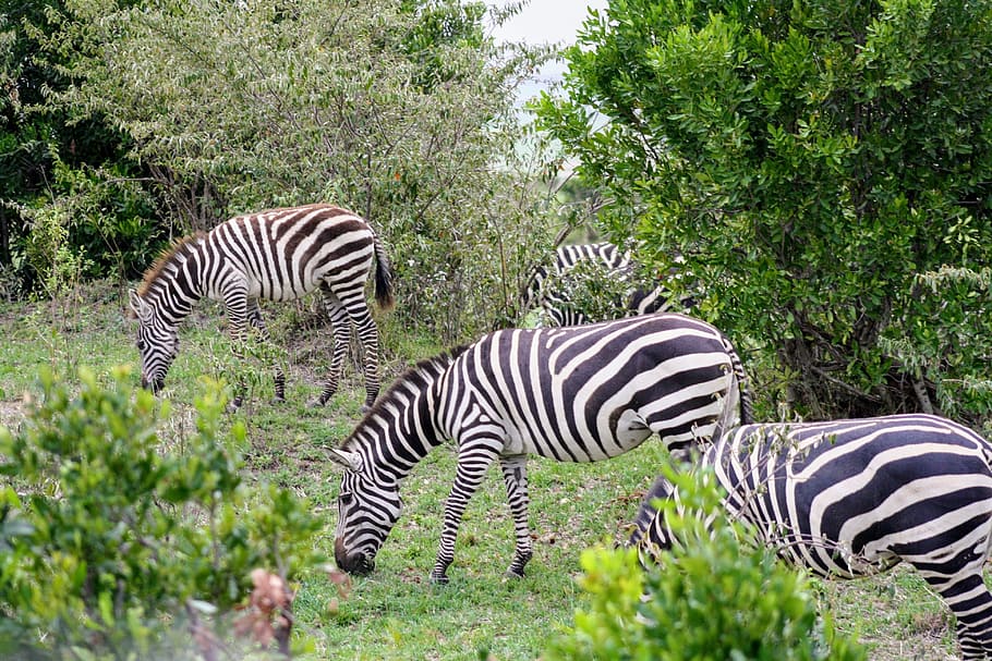 zebra, grazing, nature, wildlife, africa, safari, kenya, graze, masai mara, park